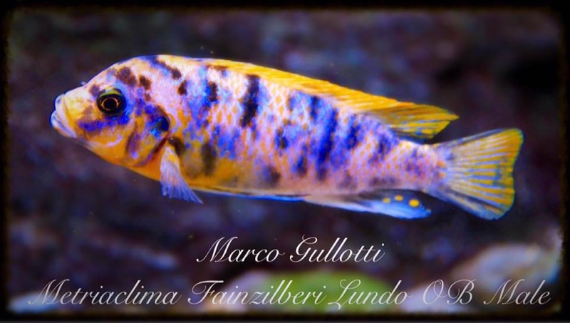 Maylandia fainzilberi 'Lundo Island'